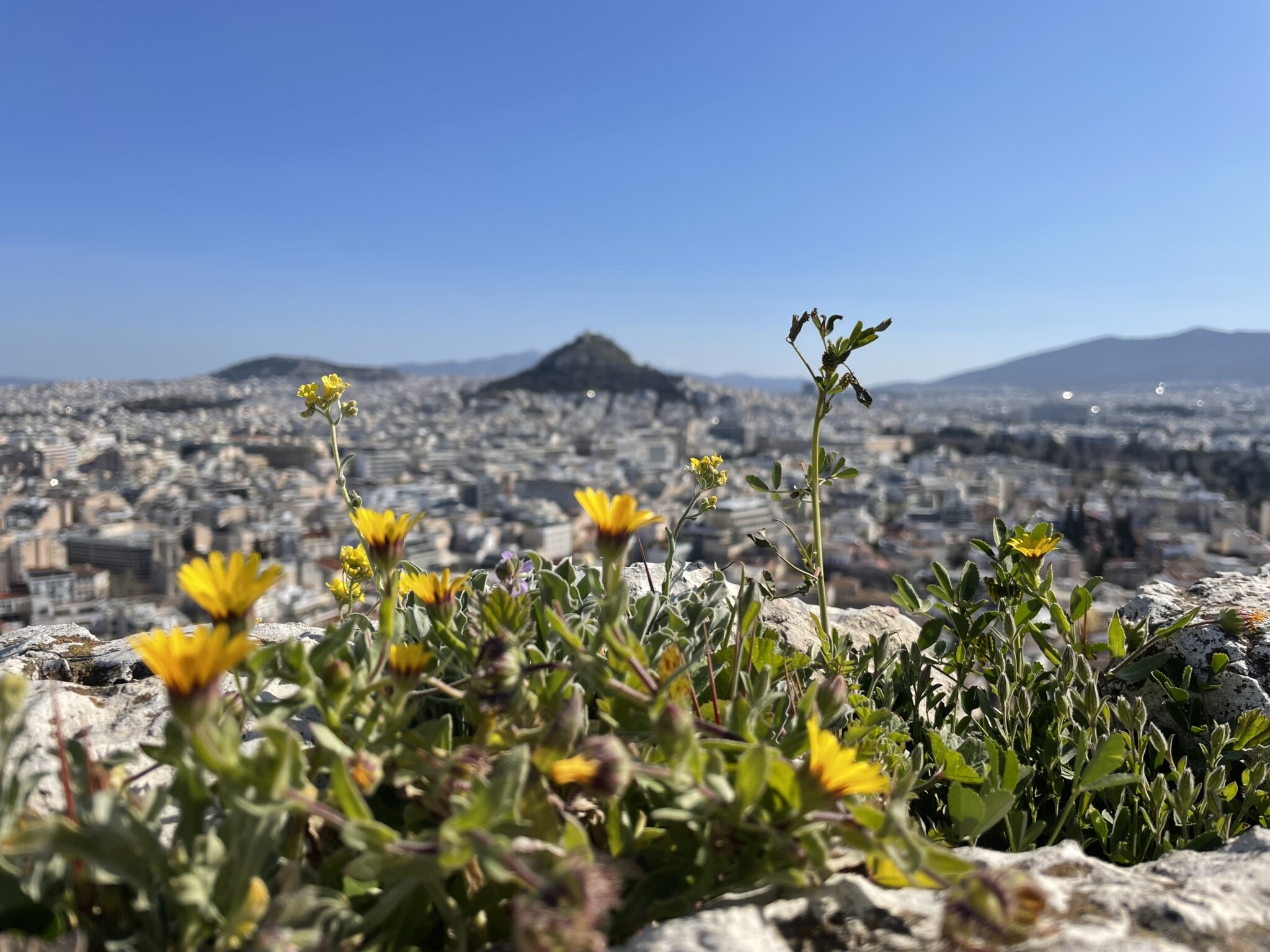 Ein Blick über die Stadt Athen. Blauer Himmel, im Vordergrund Blumen und im Hintergrund ist die Stadt zu sehen.