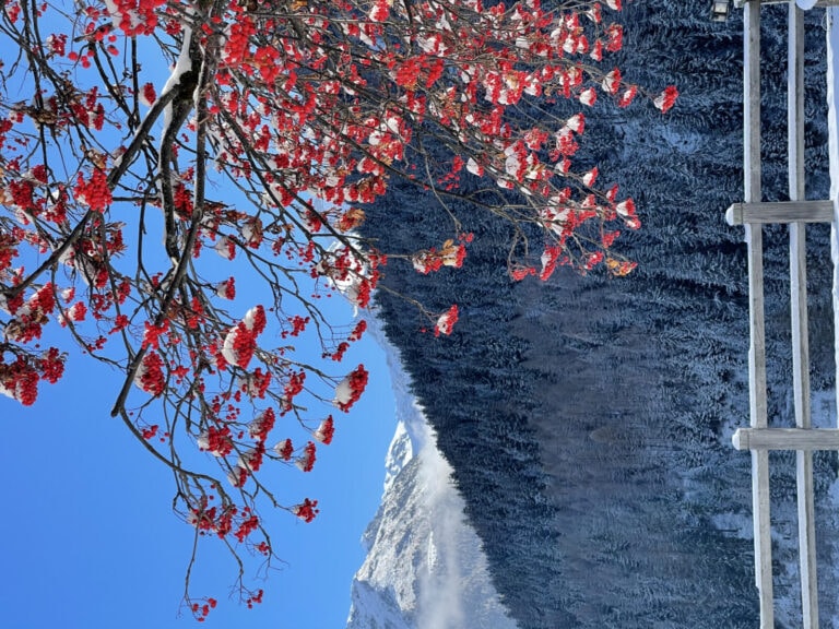 Aussieht auf den verschneiten Walt und davor ein Baum mit roten Laub