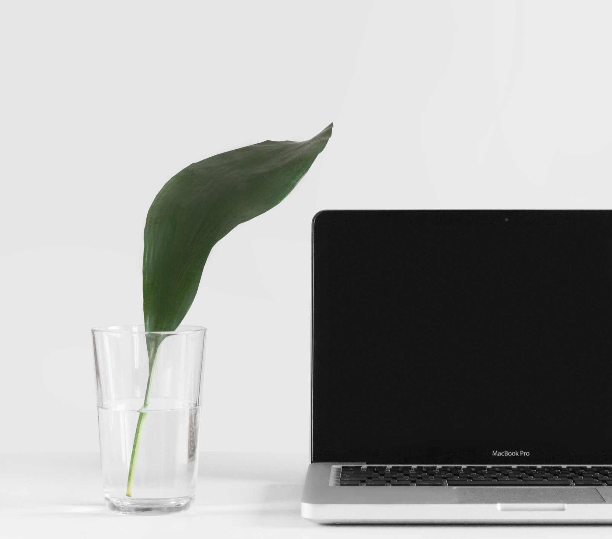 A single leaf of a plant in a glass. An open laptop next to it.