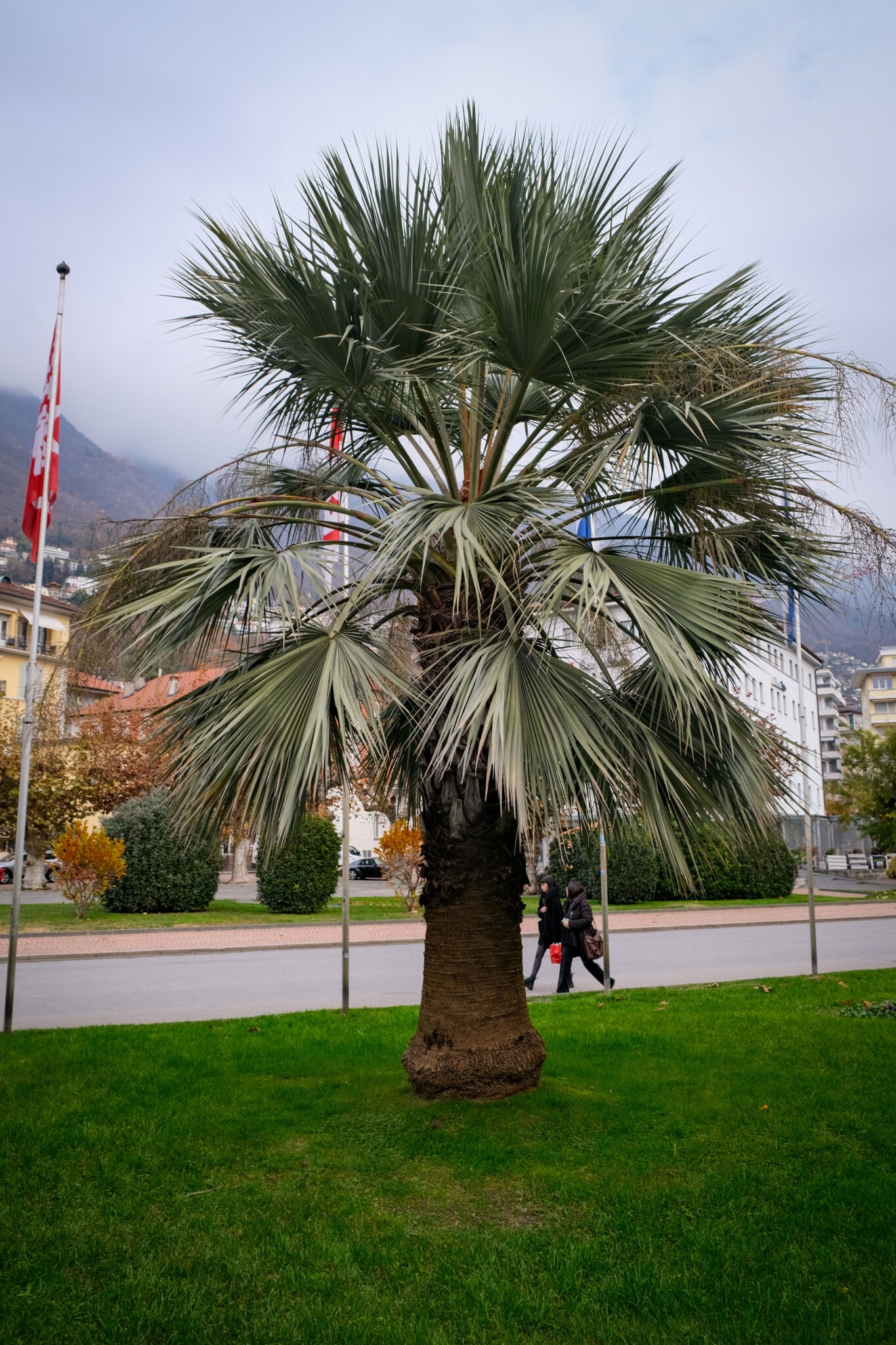 eine Palme in Locarno